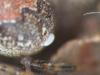 Theridion pinastri